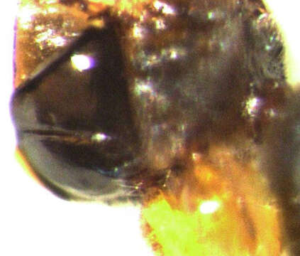 Image of Parasitoid wasp