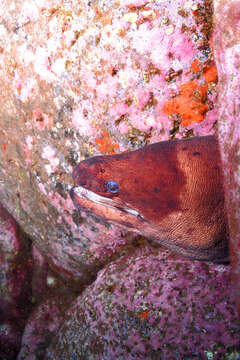 Image of Brown Moray