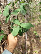 Image of Erythroxylum mexicanum Kunth