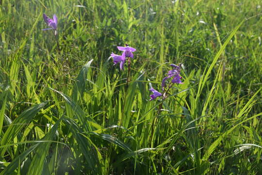 Image of Urn orchids