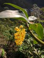 Imagem de Dendrobium densiflorum Lindl.