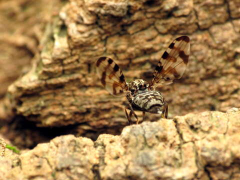 Plancia ëd Pseudotephritis approximata Banks 1914