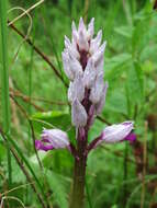 Image of Military orchid