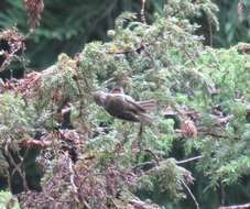 Image de Regulus regulus azoricus Seebohm 1883