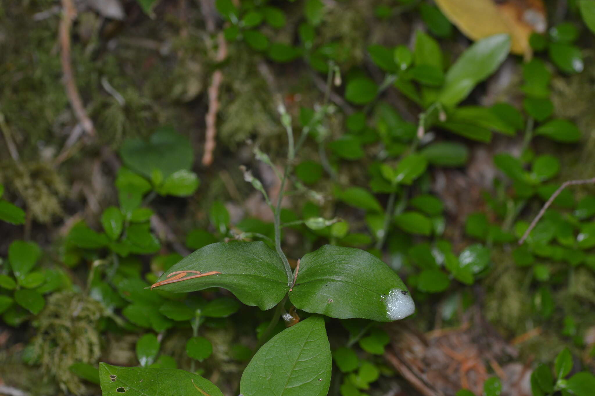 Neottia banksiana (Lindl.) Rchb. fil. resmi