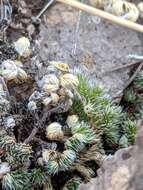 Selaginella peruviana (Milde) Hieron. resmi