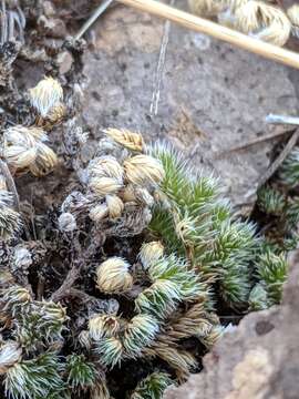 Image de Selaginella peruviana (Milde) Hieron.