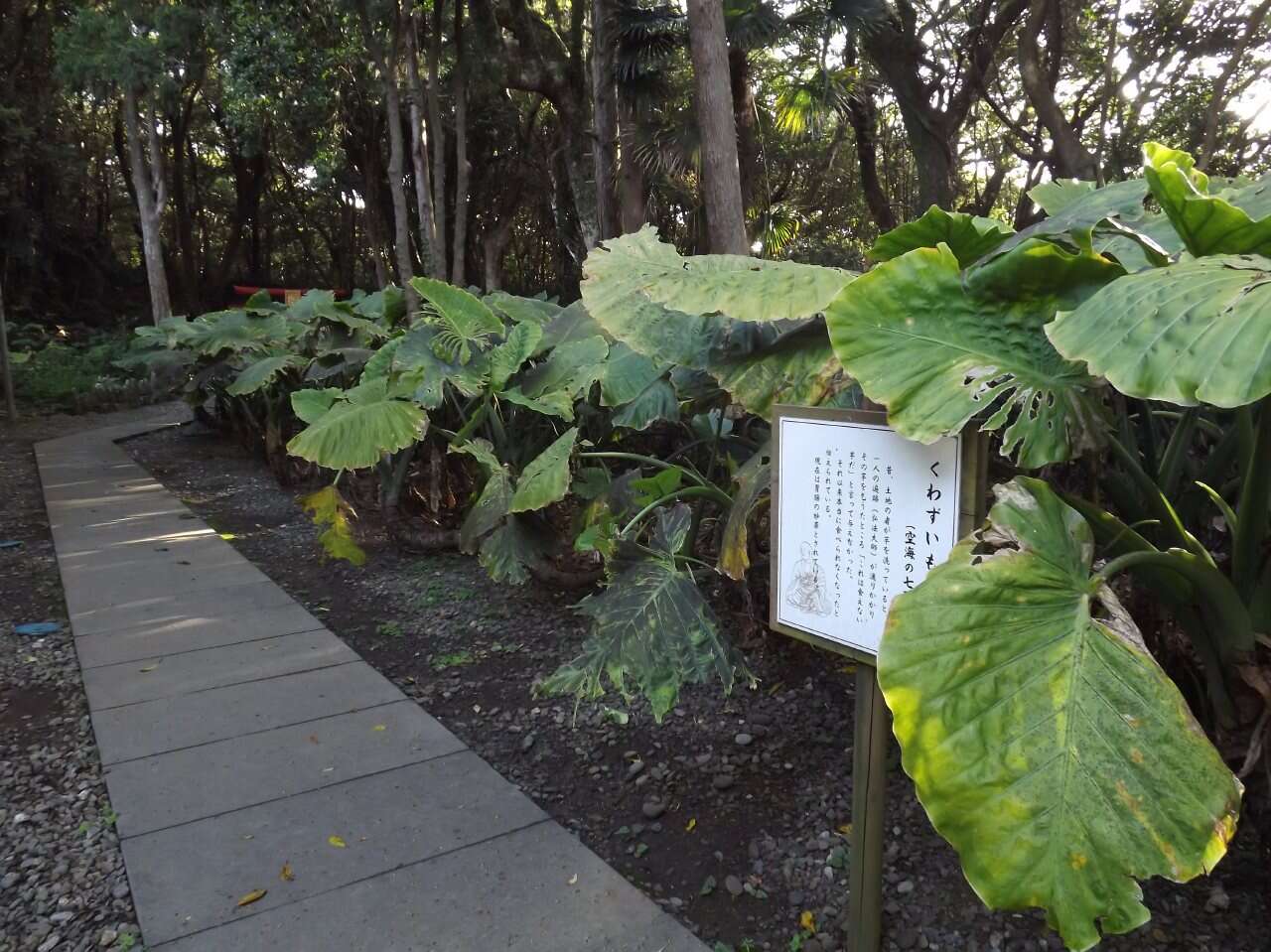 Image of Asian taro