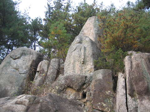 Image of Japanese Red Pine