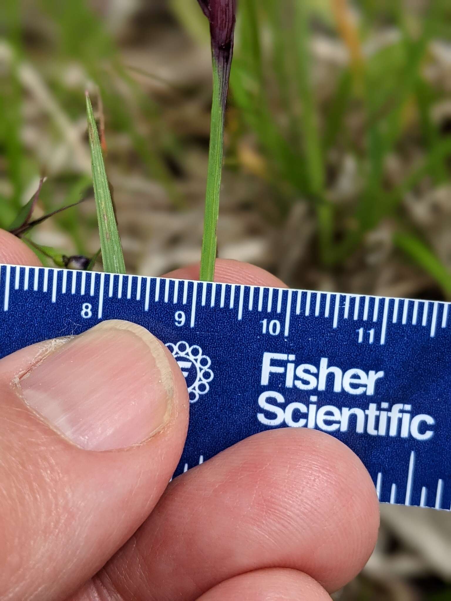 Image of Needle-Tip Blue-Eyed-Grass