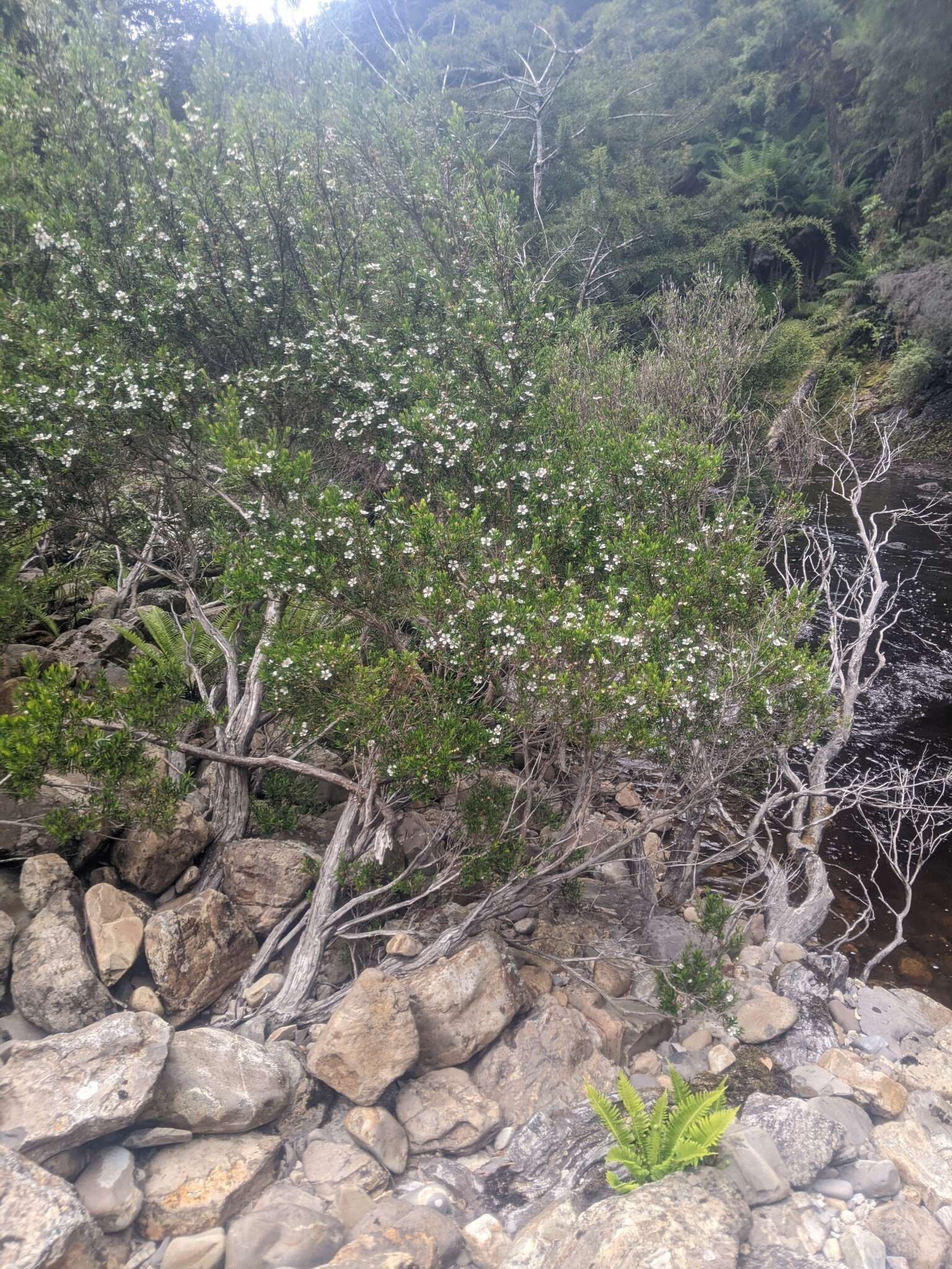 Image de Leptospermum riparium D. L Morris