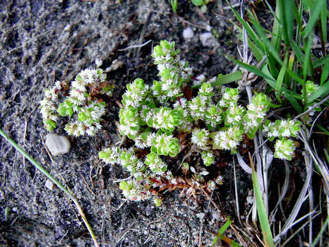 Image of Coral-necklace