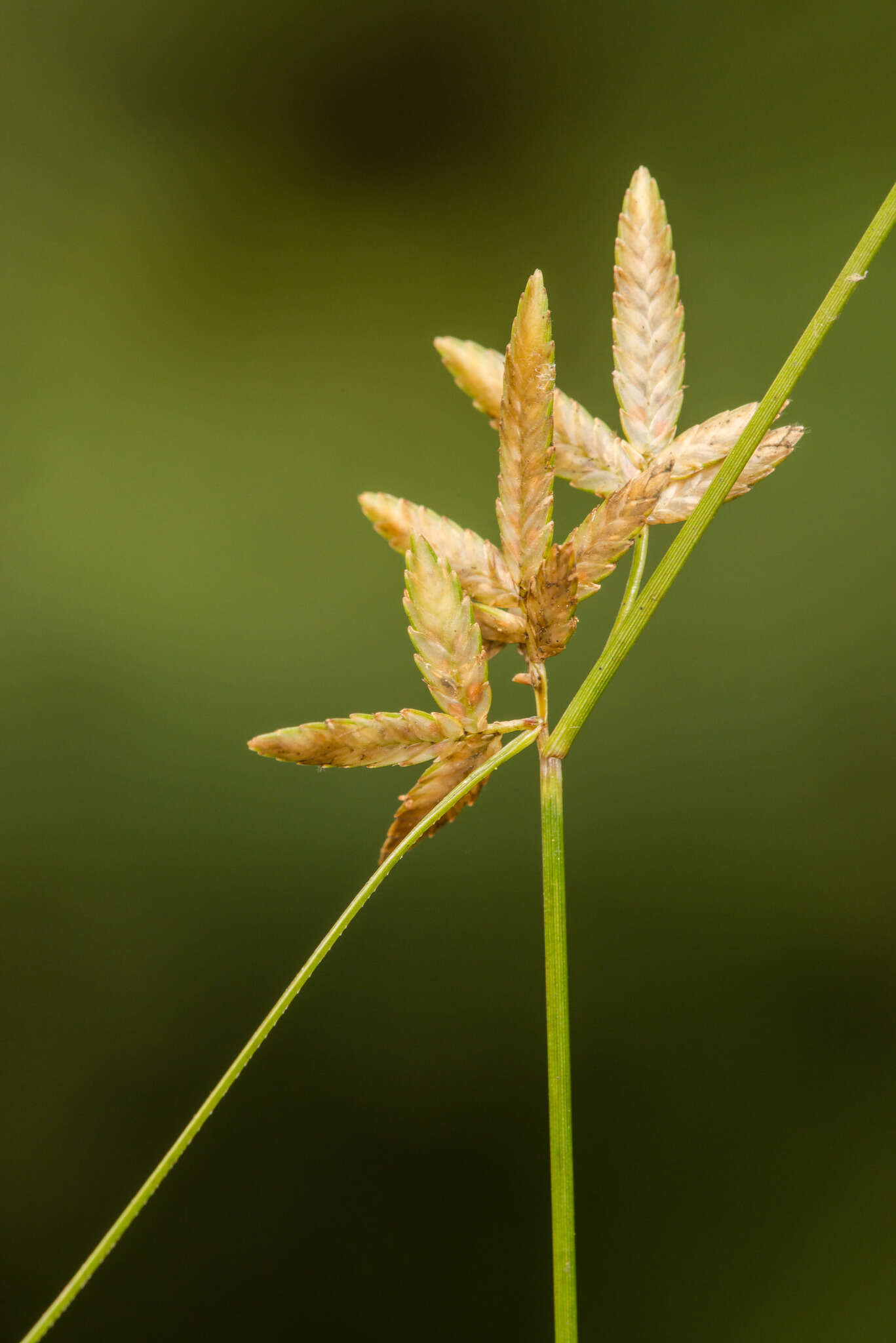 Imagem de Cyperus lanceolatus Poir.