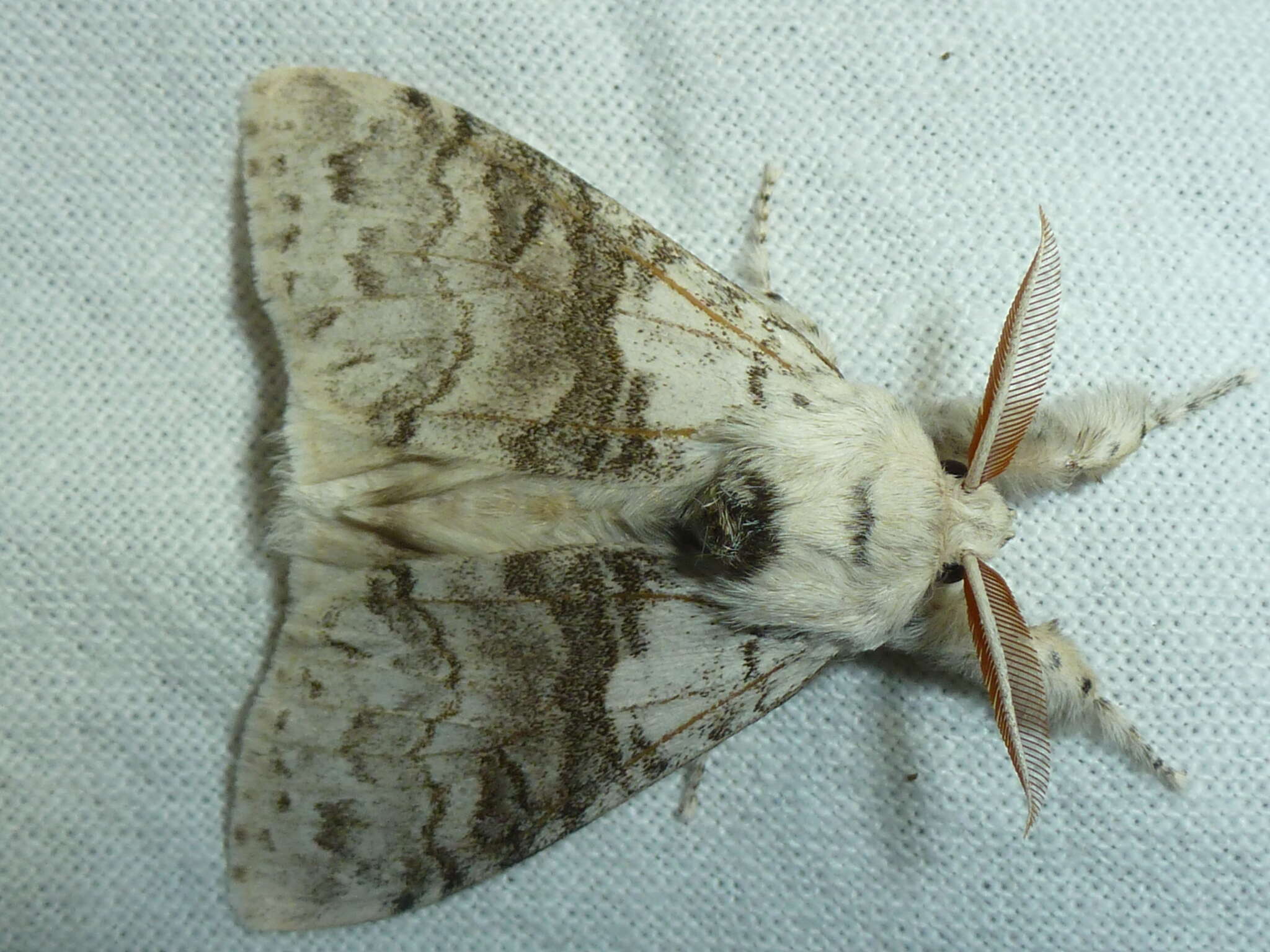 Слика од Calliteara pudibunda Linnaeus 1758