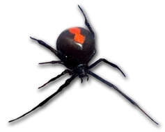 Image of Redback spider