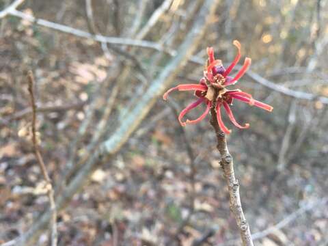 Imagem de Hamamelis ovalis S. W. Leonard