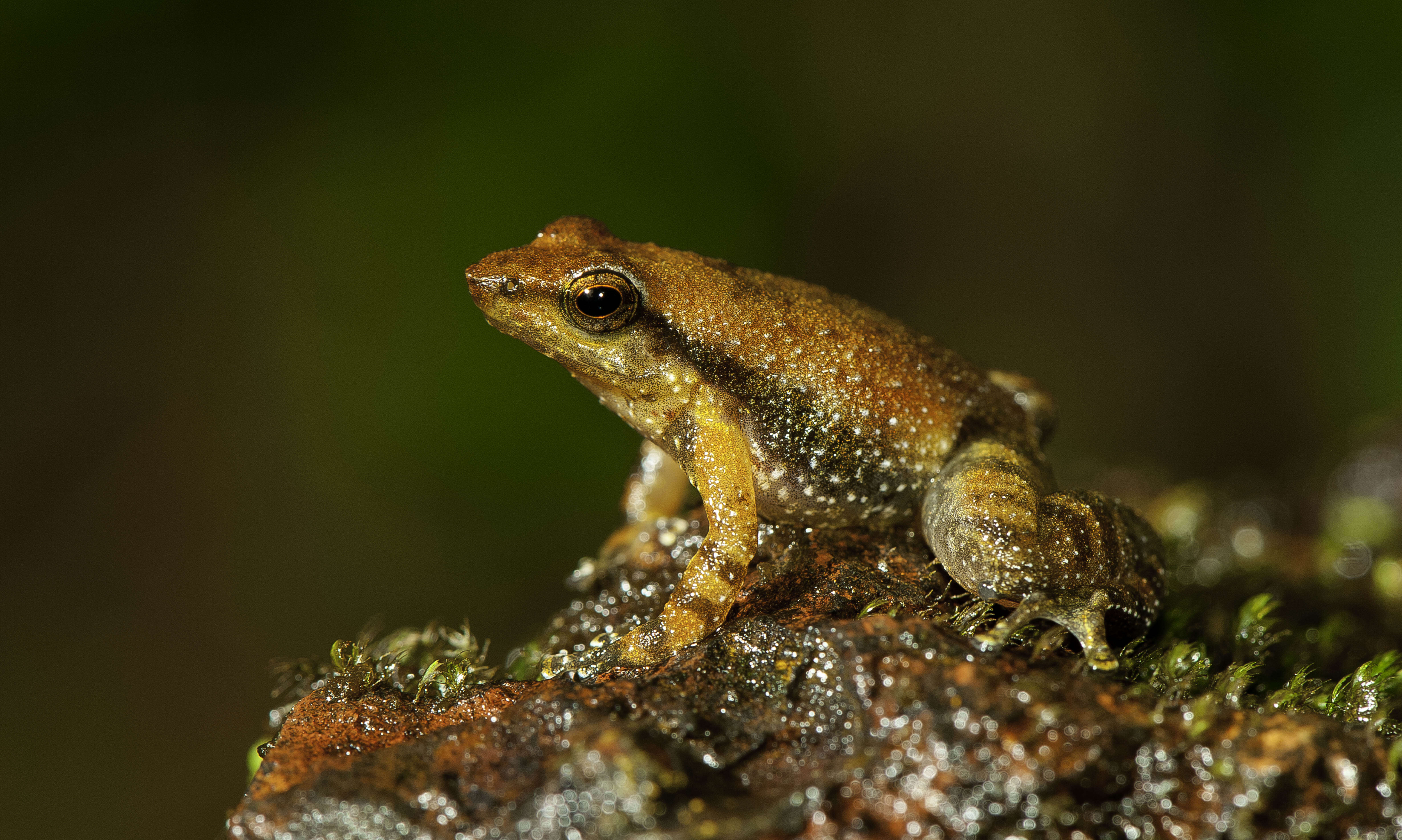 Image of northern dancing frog