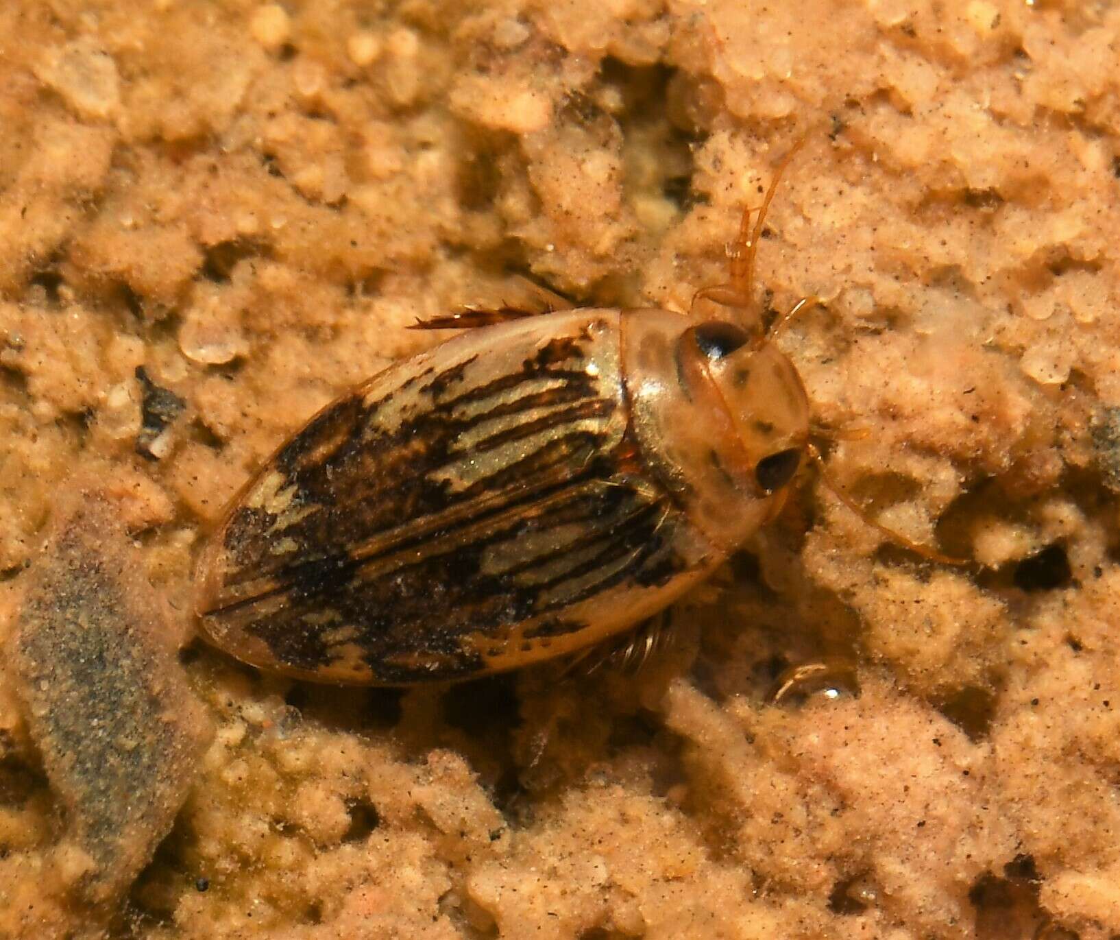 Laccophilus quadrilineatus quadrilineatus Horn 1871 resmi