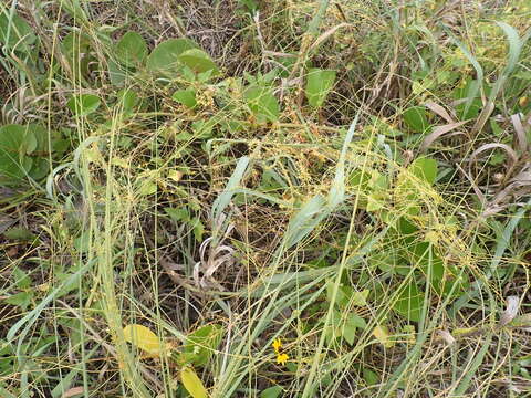 Image of fiveangled dodder