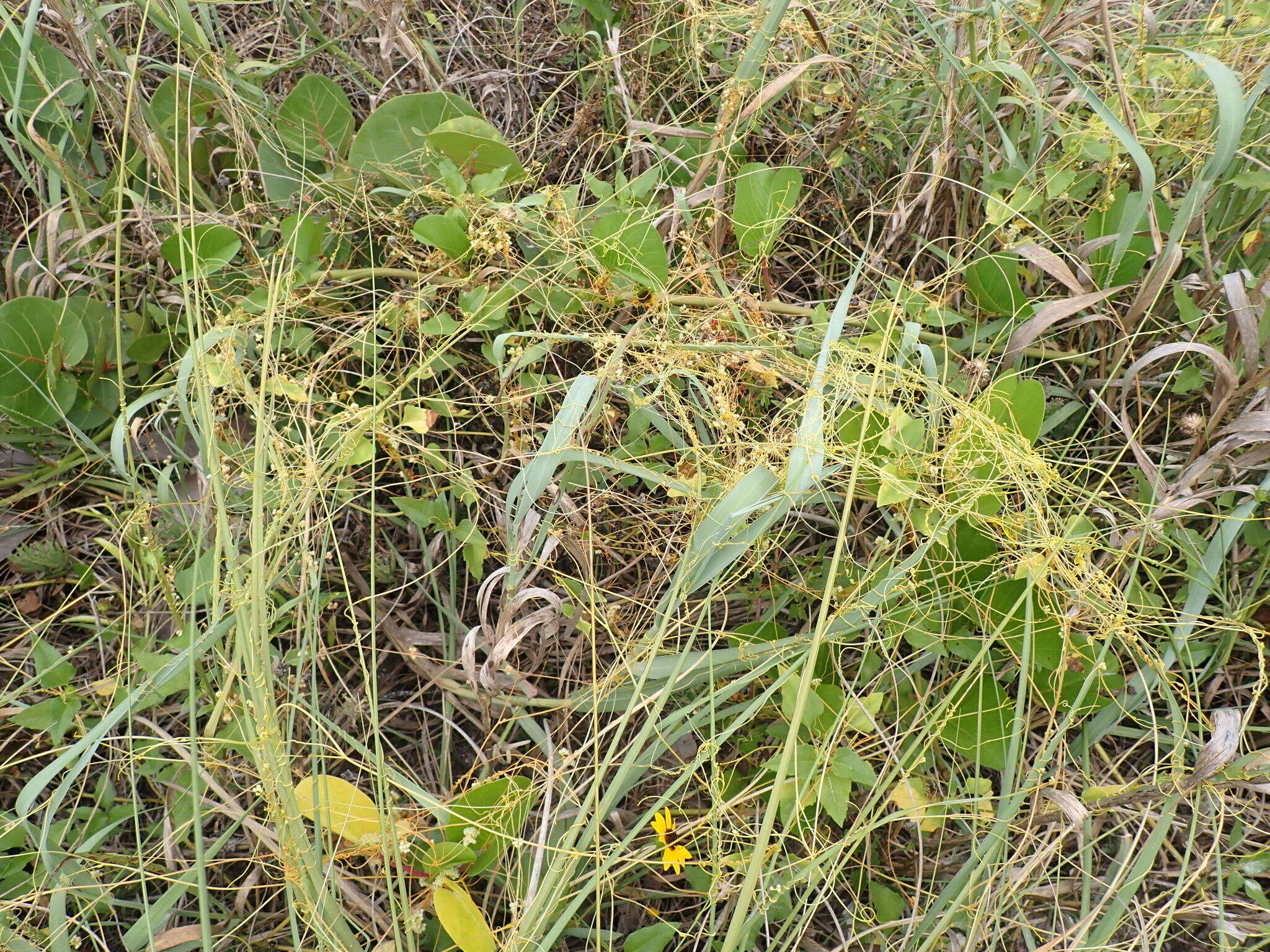 Plancia ëd Cuscuta pentagona Engelm.