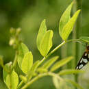 صورة Amata germana Felder 1862