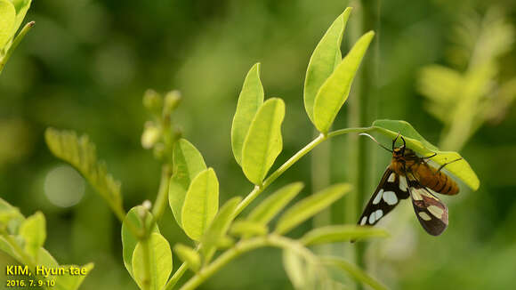 صورة Amata germana Felder 1862