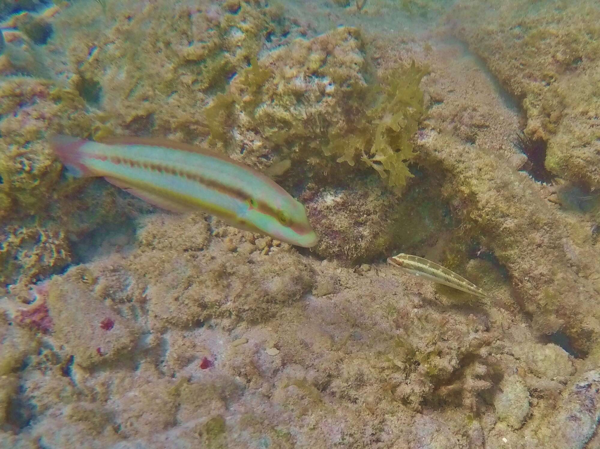 Image of Slippery Dick