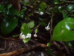 صورة Ixora biflora Fosberg