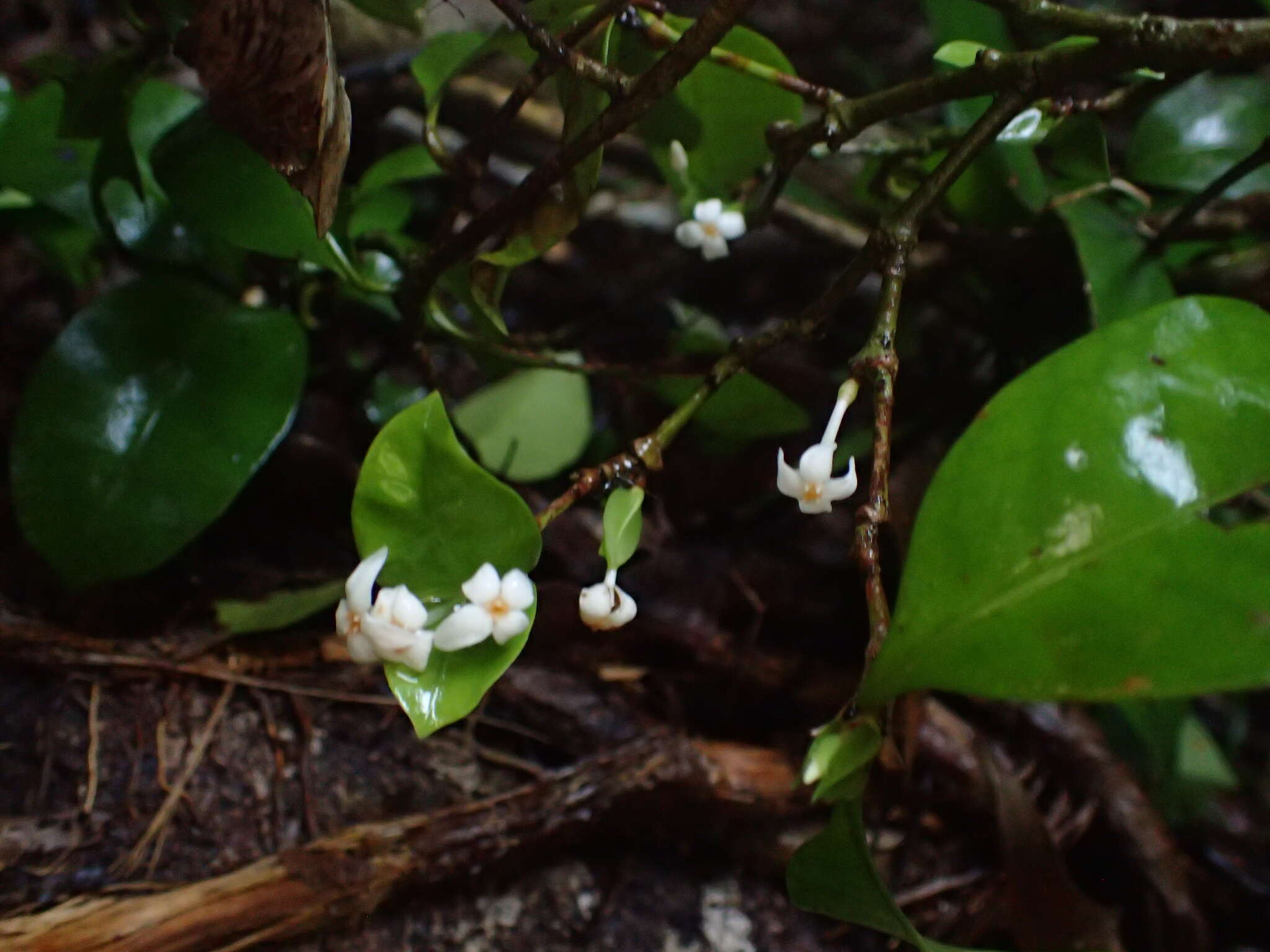 صورة Ixora biflora Fosberg