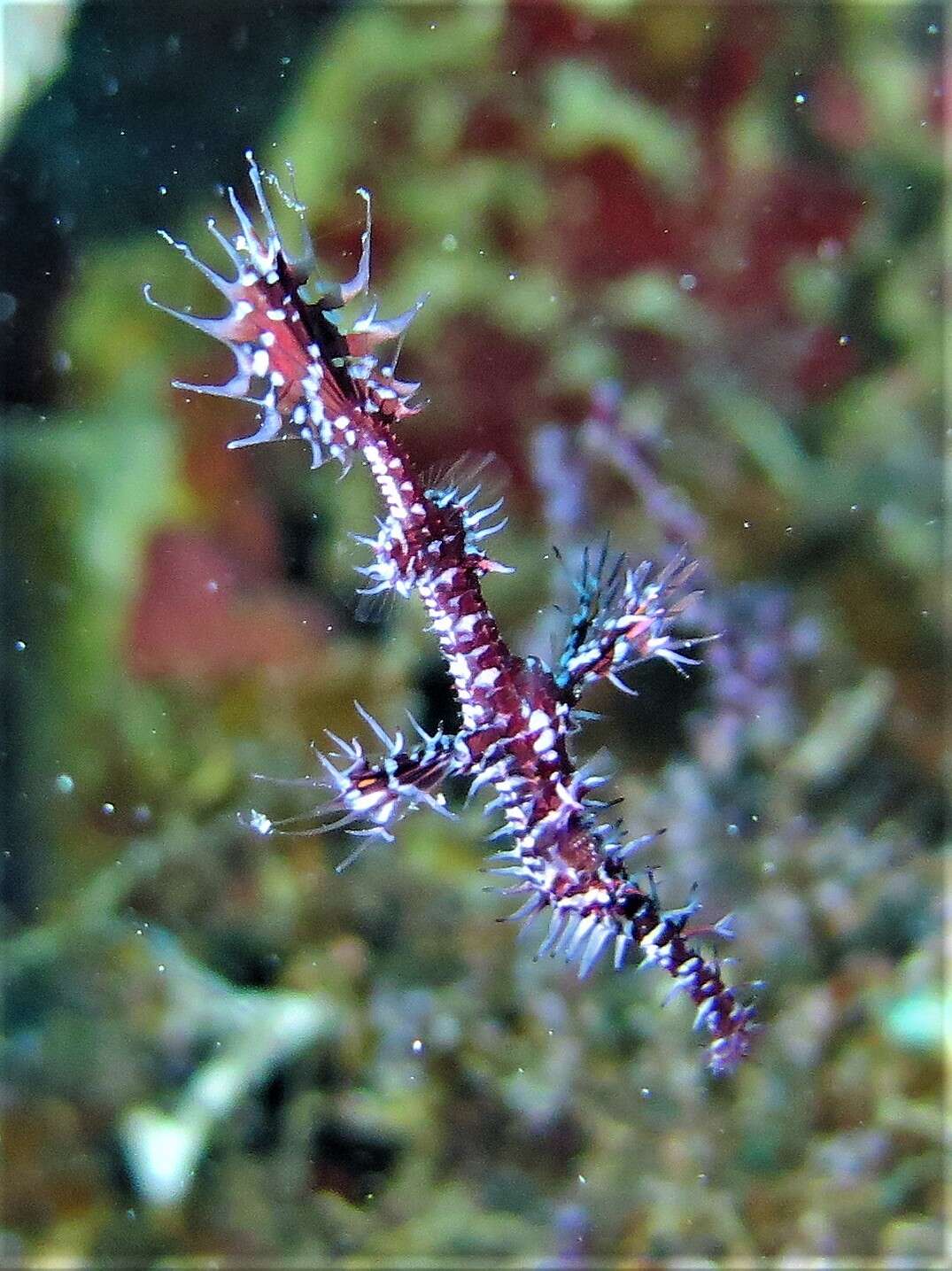 Image of Ornate ghost pipefish