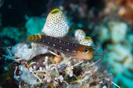 Image of Pictus Blenny