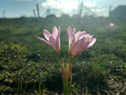 Image of Habranthus gracilifolius Herb.