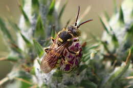 Image of Nomada suavis Cresson 1878