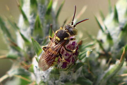 Image of Nomada suavis Cresson 1878