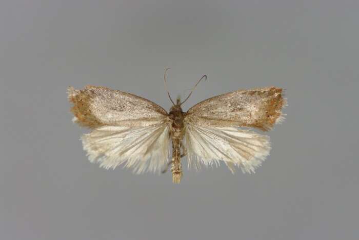 صورة Acleris hyemana Haworth 1811