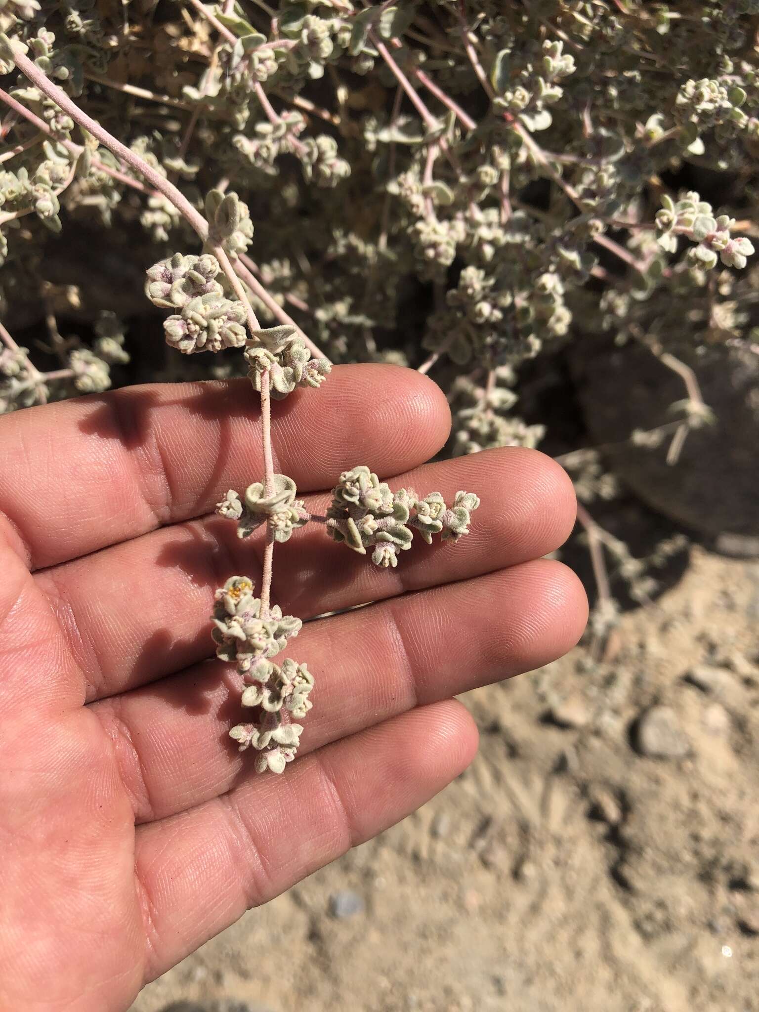 Слика од Tidestromia suffruticosa var. oblongifolia (S. Wats.) Sánchez del Pino & Flores Olvera