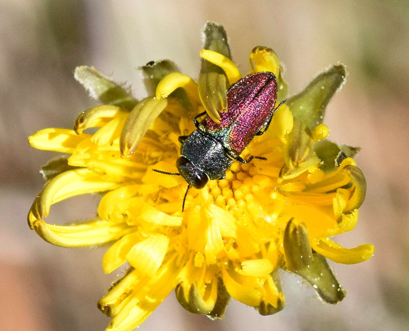 Image of Anthaxia praeclara Mannerheim 1837