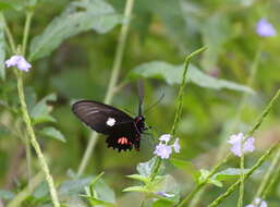 Слика од Parides anchises (Linnaeus 1758)