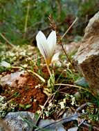 Image of smooth crocus