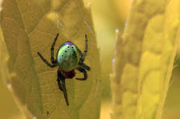 Image of Cucumber green spider