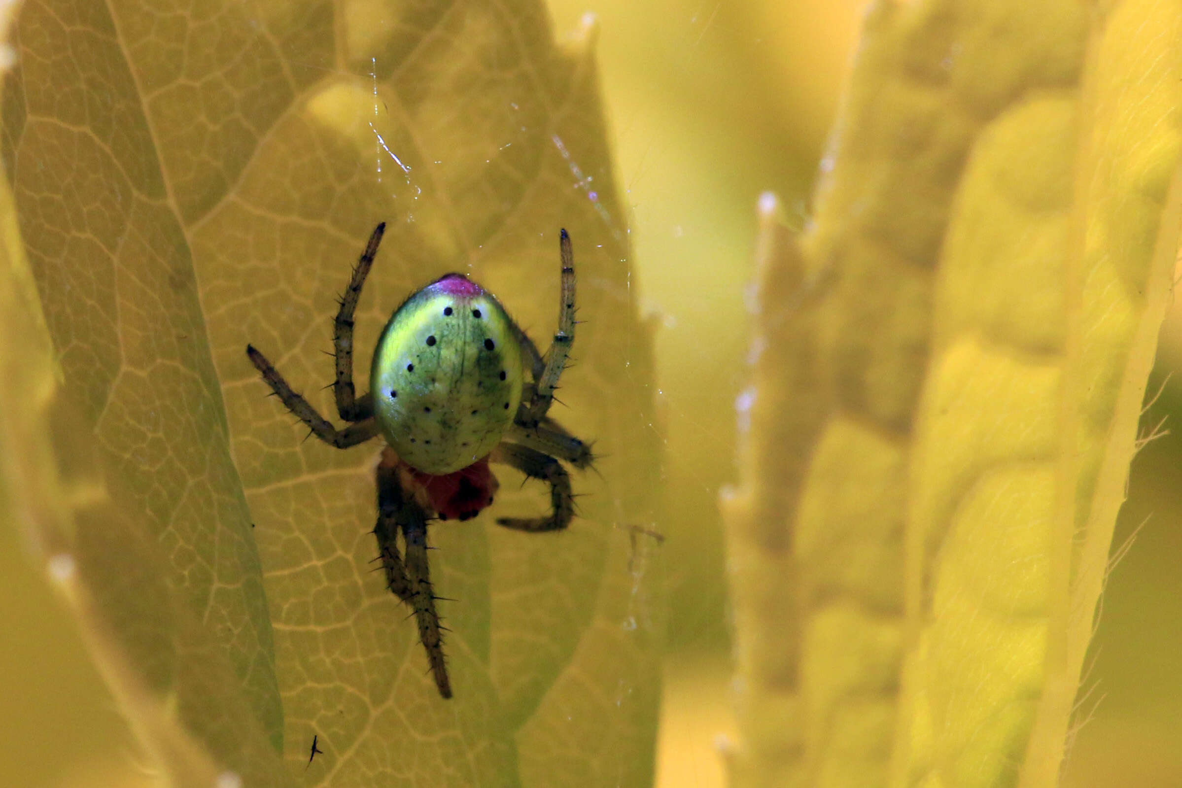 Image of Cucumber green spider