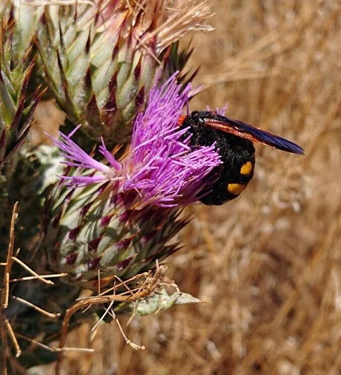 Image of Megascolia bidens (Linnaeus 1767)