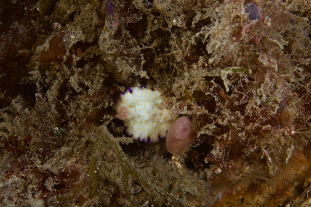 Image of Pale gold and purple slug