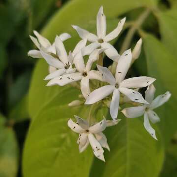 Image of Jasminum rufohirtum Gagnep.