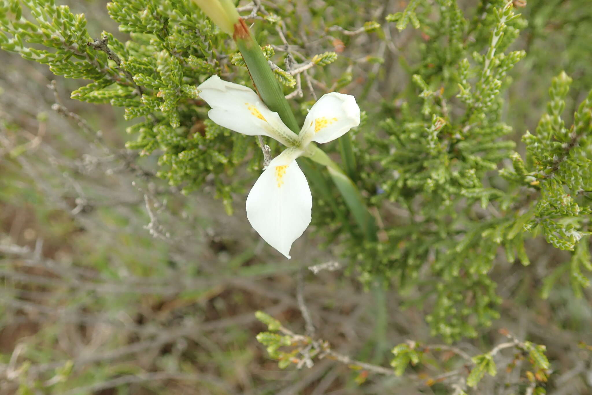 Слика од Moraea albicuspa Goldblatt