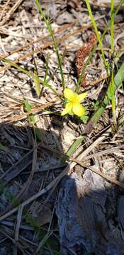 Image de Hypericum suffruticosum P. Adams & N. Robson