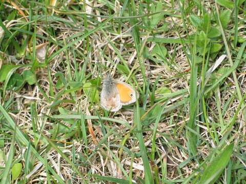 Image of small heath