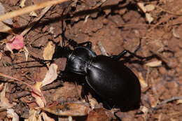 Image of Carabus (Procrustes) banonii Dejean 1829