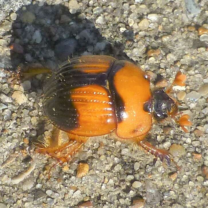 Plancia ëd Bolbocerosoma pusillum Dawson & Mccolloch 1924