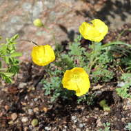 Imagem de Papaver alpinum L.